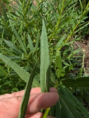 Senecio serra, photograph (c) Alissa Iverson, some rights reserved (CC BY)