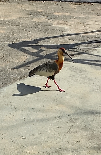 Buff-necked Ibis