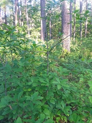 Quercus oglethorpensis