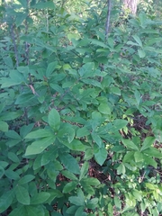 Quercus oglethorpensis