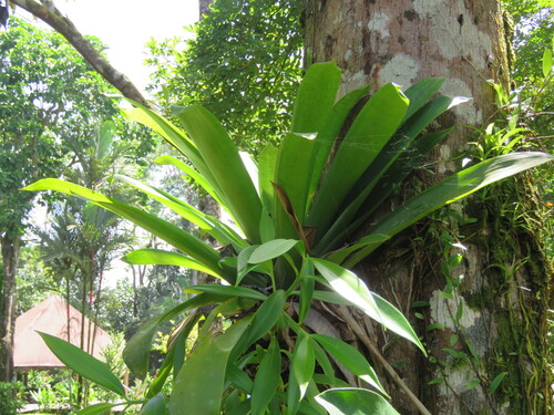 Werauhia gladioliflora, photograph 2