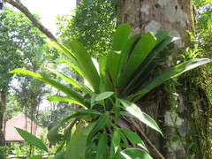Werauhia gladioliflora, photograph author not stated, no rights reserved