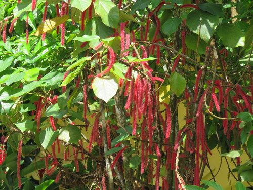 Acalypha hispida