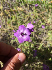Pholistoma auritum auritum
