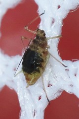 Nasonovia aquilegiae