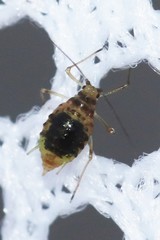 Nasonovia aquilegiae