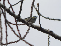 Setophaga coronata coronata