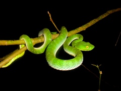 Trimeresurus vogeli