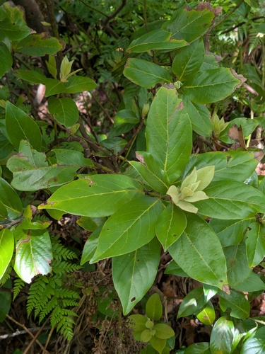 Laurus azorica, photograph 6