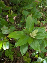 Laurus azorica, photograph (c) Michael, Antoni and Nihat Hinczewski, some rights reserved (CC BY)