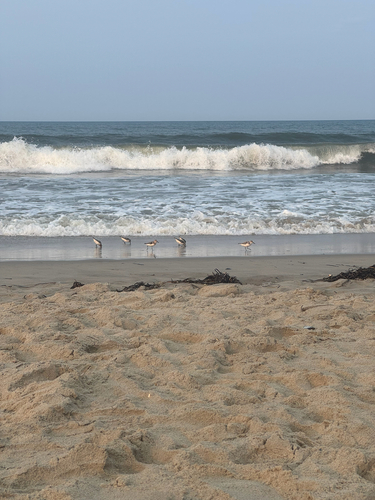 iNaturalist image