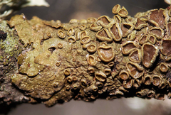 Melanohalea subolivacea