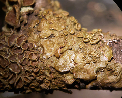 Melanohalea subolivacea