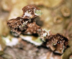 Melanohalea subolivacea