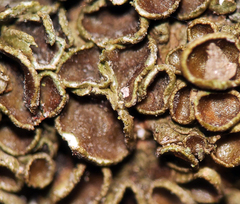 Melanohalea subolivacea