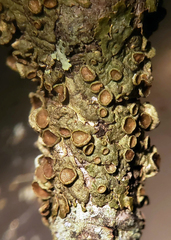 Melanohalea subolivacea