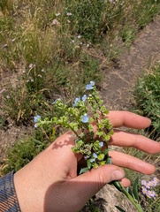 Hackelia floribunda