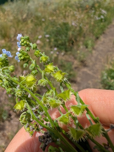 Hackelia floribunda, photograph 2