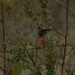 Xylocopa cearensis - Photo (c) Víctor de Paiva, some rights reserved (CC BY-NC-ND), uploaded by Víctor de Paiva