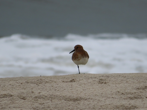 iNaturalist image