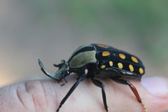 Mecynorhina passerinii