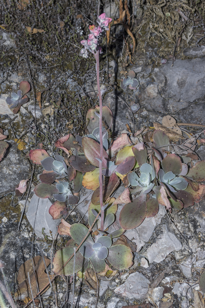 Echeveria grisea