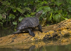 Trachemys venusta cataspila