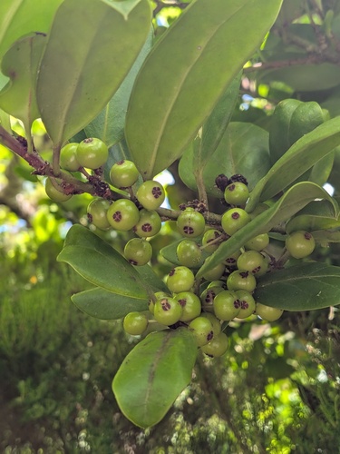 Ilex perado, photograph 2