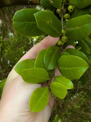 Ilex perado, photograph (c) Michael, Antoni and Nihat Hinczewski, some rights reserved (CC BY)