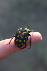 Mecynorhina passerinii