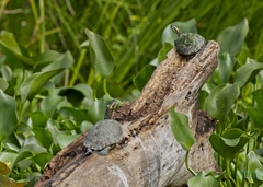 Trachemys venusta cataspila