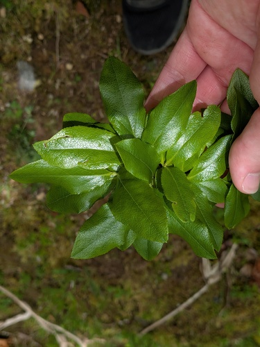 Vaccinium cylindraceum, photograph 3