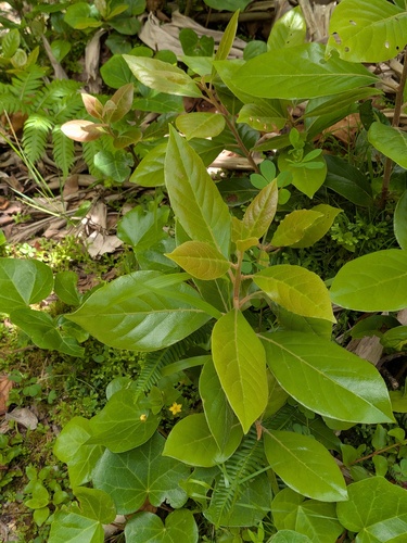 Laurus azorica, photograph 5