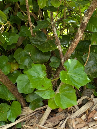 Hedera azorica, photograph 5