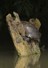Trachemys venusta cataspila