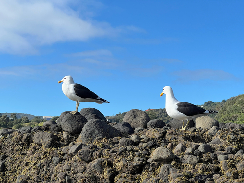 iNaturalist image
