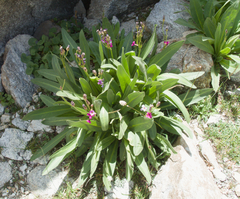 Primula parryi, photograph (c) Spencer Hurt, some rights reserved (CC BY)