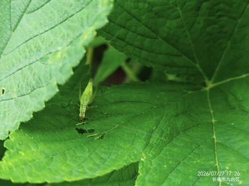 Oecanthus longicauda
