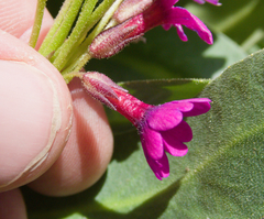 Primula parryi, photograph (c) Spencer Hurt, some rights reserved (CC BY)
