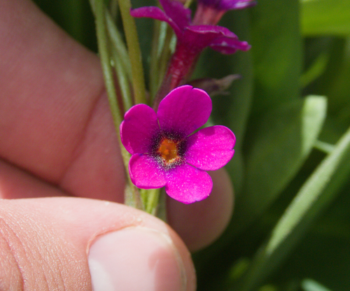 Primula parryi, photograph 5