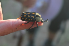 Mecynorhina passerinii