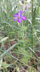 Delphinium ajacis