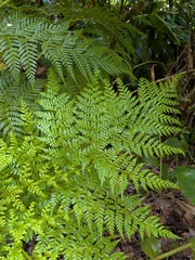 Culcita macrocarpa, photograph (c) Michael, Antoni and Nihat Hinczewski, some rights reserved (CC BY)