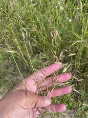 Bromus arvensis, photograph (c) Наталья Пикалова, some rights reserved (CC BY)