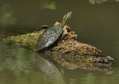 Trachemys venusta cataspila