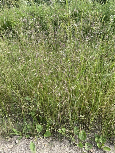 Bromus arvensis, photograph 2