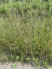 Bromus arvensis, photograph (c) Наталья Пикалова, some rights reserved (CC BY)