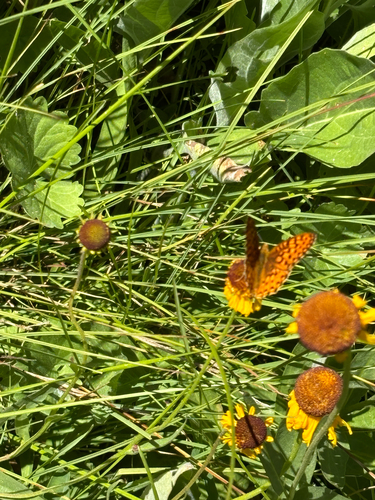 iNaturalist observation photo of Pacific Fritillary