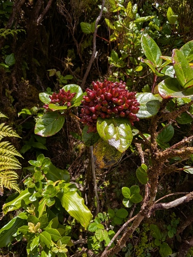 Viburnum treleasei, photograph 6