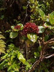 Viburnum treleasei, photograph (c) Michael, Antoni and Nihat Hinczewski, some rights reserved (CC BY)